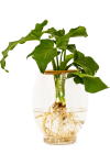Jungle Plants - Delicious Monster 24CM Barrel Vase