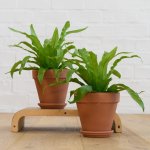 Birds Nest Fern - Antiquum - In 13CM Terracotta Pot & Saucer