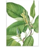 Blue Magnolia Tree Wall Art Photography Print On Canvas 1400 X 970