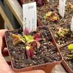 Venus Fly Trap 'towering Giant.' Special Import. - 2 Year Old Plant. 7.5CM Plastic Container.