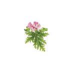Rose Geranium Essential Oil Pelargonium Graveolens Roseum - 500 Ml