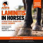 Laminitis – Ahfs Educational Ebook