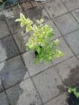 Golden Privet 3 Litre Bag