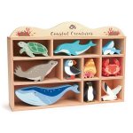 Wooden Display And Coastal Creatures