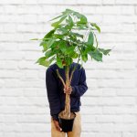Chinese Money Tree - Large - 19CM Nursery Pot +-90CM Tall