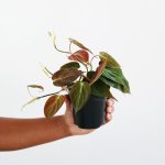 Philodendron - Micans - In 15CM Nursery Pot