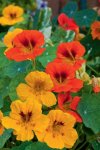 Nasturtium Jewel Choice Mix Seed Seed - 250 G Raw Seed