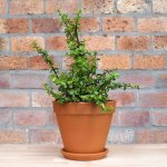 Spekboom - In 17CM Terracotta Pot + Saucer