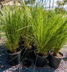 Aristida Junciformis Grass 4LT