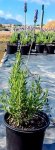 French Lavender Purple 4LT