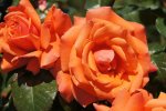 Papaya Panarosa Rose 5LT