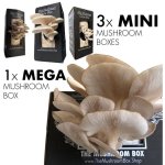 MINI & Mega Mushroom Variety Box Set 4 Pack