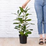 Treasure Tree - 19CM Nursery Pot