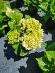 Hydrangea Ice Girl 14CM Pot