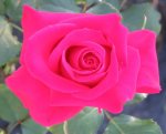 Five Roses Hybrid Tea Rose 5LT
