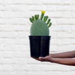 Cactus Pear - Algerian - 23CM Nursery Pot
