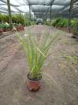 Aristida Junciformis Grass 17CM Pot