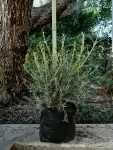 Buddleja Saligna 10LT