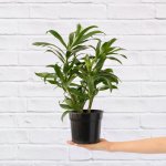 Dragon Tree - Reflexa - 15CM Nursery Pot