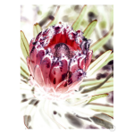 Wild Protea Art Print - A4