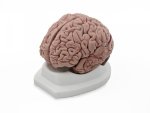 Brain Anatomical Brain Model