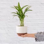 Parlor Palm - In White Pluto Planter