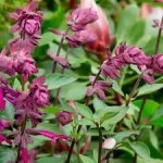 Salvia “love And Wishes” 17CM Pot