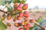 Chriss Pistachio Male Tree 5LT
