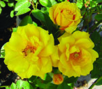 Goldmarie 82 Rose 5LT