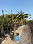 Aloe Barberae 125LT