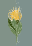 Pincushion Protea Single Line Art Print - A3