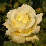 Elina Hybrid Tea Rose 5LT