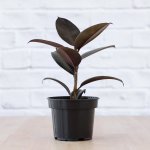 Rubber Tree - Abidjan - 14CM Nursery Pot