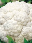 Cauliflower White Snowball Seed - 100 G Raw Seed