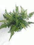Polystichum Tsus-simense 14CM Pot