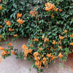 Pyrostigia Venusta 10LT