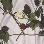 Chain Of Flowers Vinyl Record