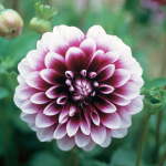 Dahlia Decorative – “edinburgh” Bulbs
