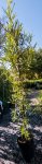 Click & Plant Online Nursery