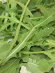 Rocket Wild Sylvetta Seed - 20 G Raw Seed