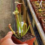 Trumpet Pitcher Sarracenia 'wilkerson White Knight X Wilkerson Red 4.' Special Import. - Small To Medium Plant. 7.5CM Plastic Co