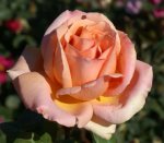 Marjorie Chase Hybrid Tea Rose 5LT