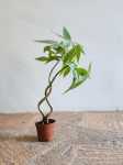 Pachira Qiqu 14CM Pot
