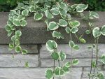 Vinca Vine Vined Varing