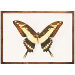Sunrise Butterfly - Matte Fine Art Print No Frame A2