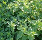 Origanum 20G P