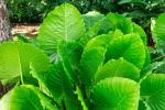 Alocasia Gageana California Seedlings - 3 Plug Plants