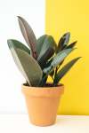 Rubber Plant - Ficus Elastica Robusta Abidjan 20CM