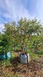 Halleria Lucida 250LT Tree Fuchsia