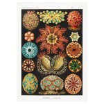 Marinex Marine Illustration 8 Print